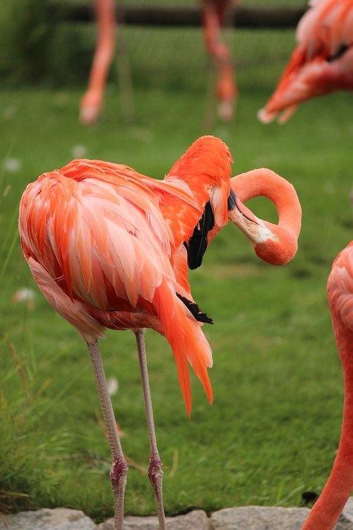 flamingo  bird  feather