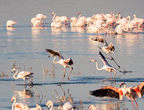 flamingo  birds  water