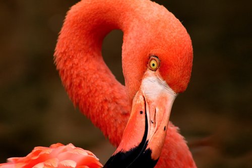 flamingo  pink  orange