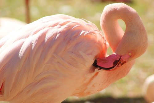 flamingo  feather  colorful