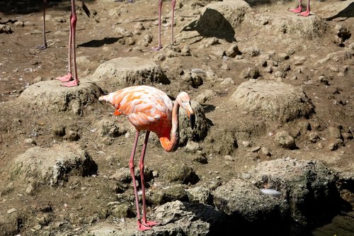 flamingo  bird  salmon