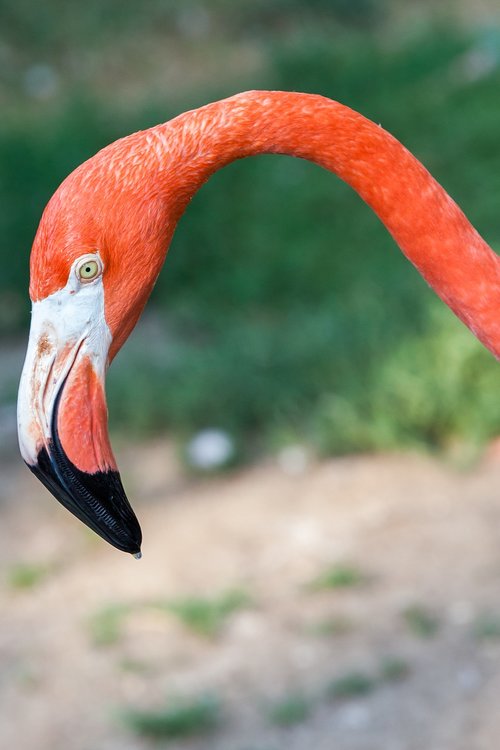flamingo  head  bird