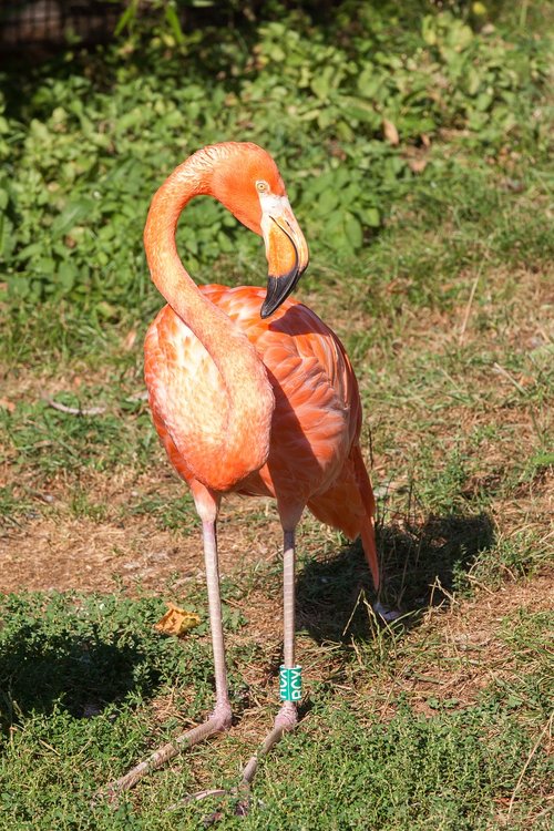 flamingo  bird  pink