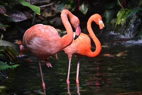 flamingo  pink  bird