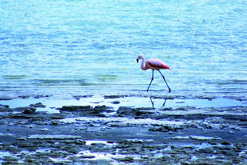 flamingo  rosa  bird