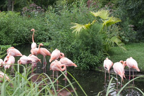 flamingo  flaminco  animal