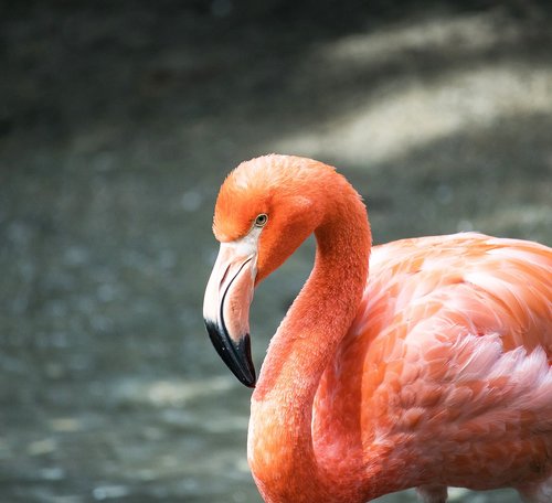 flamingo  bird  animal