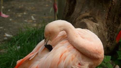 flamingo  zoo  animal world
