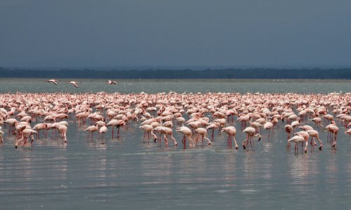 flamingo  birds  nakuru