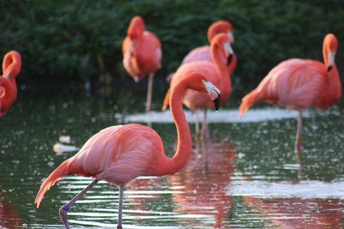 flamingo  pink  bird