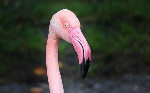 flamingo  pink  pink flamingo