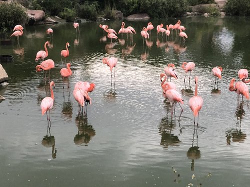 flamingo  nature  pink
