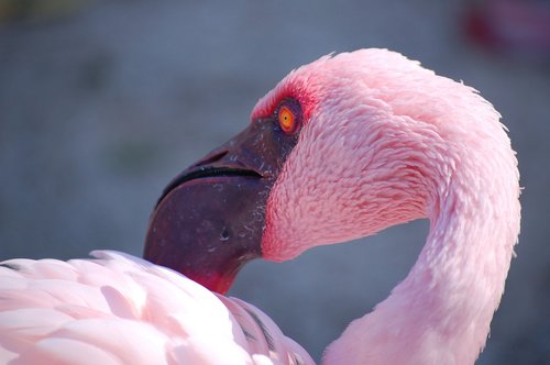 flamingo  zoo  bird