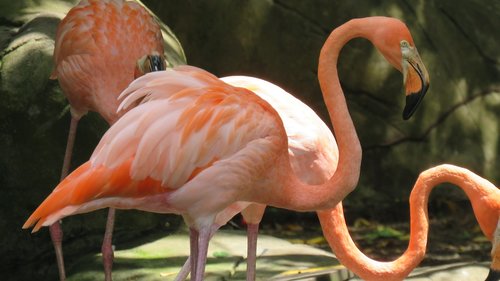 flamingo  ave  animal
