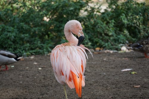 flamingo  zoo  pink