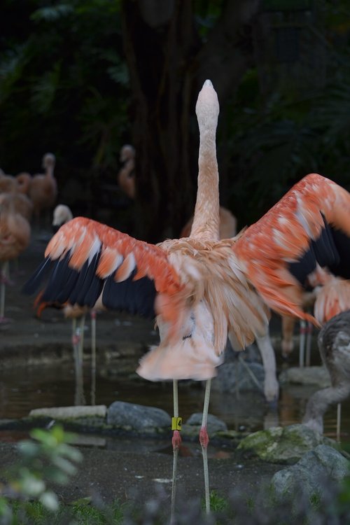 flamingo  pink  zoo