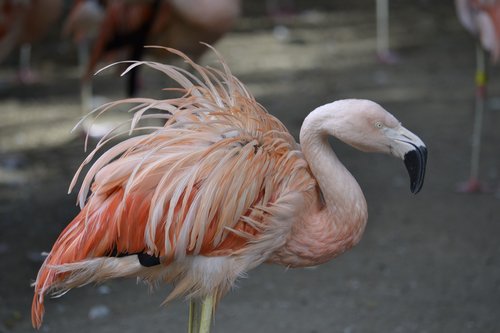 flamingo  pink  zoo