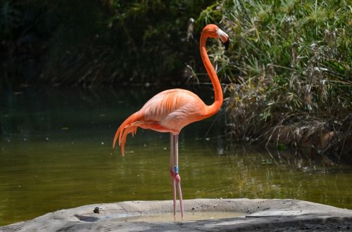 flamingo water water bird