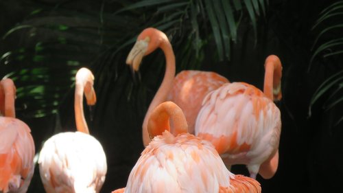 flamingo  ave  animal
