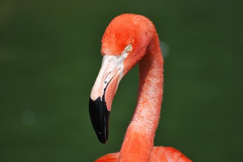 flamingo  animal  bird