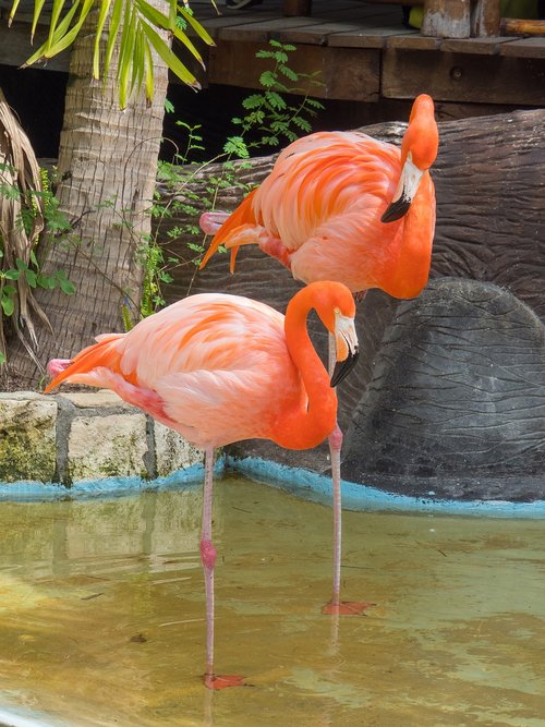 flamingo  pink  birds