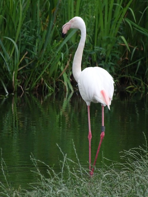 flamingo  zoo  lake