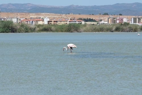 flamingo saline quartu sant'elena