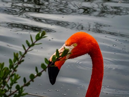 flamingo  face  eye