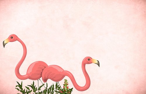 flamingo  bird  background