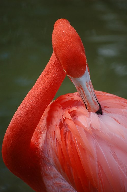 flamingo  feathers  bird