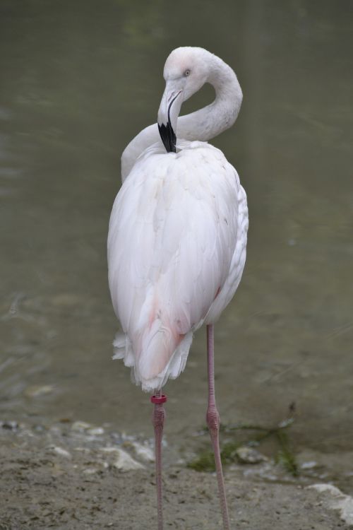flamingo pink water bird