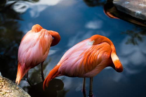 flamingo  bird  pink