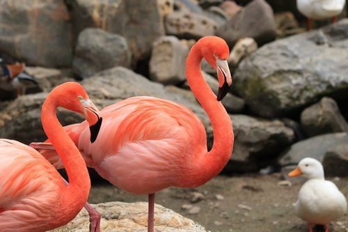 flamingo  bird  pink