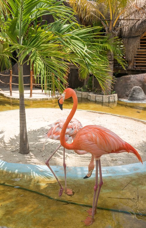 flamingo  tropical  nature