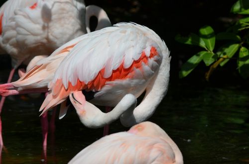 flamingo bird plumage