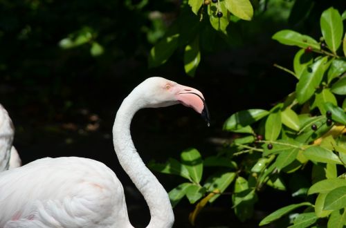 flamingo bird water bird