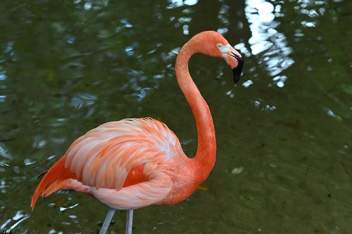flamingo  zoo  bird