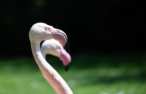 flamingo  bird  animal