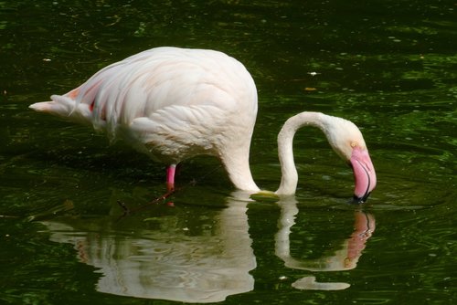 flamingo  pond  bird