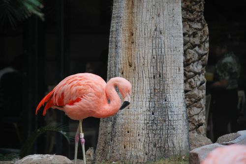 flamingo pink bird