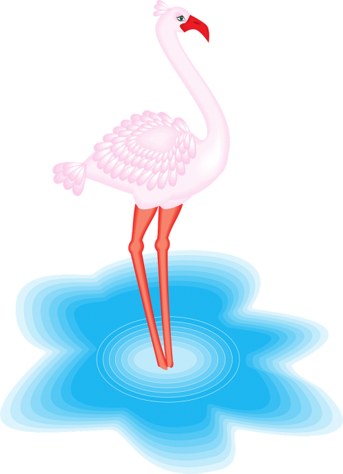 flamingo bird water