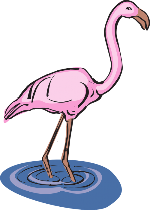 flamingo water bird