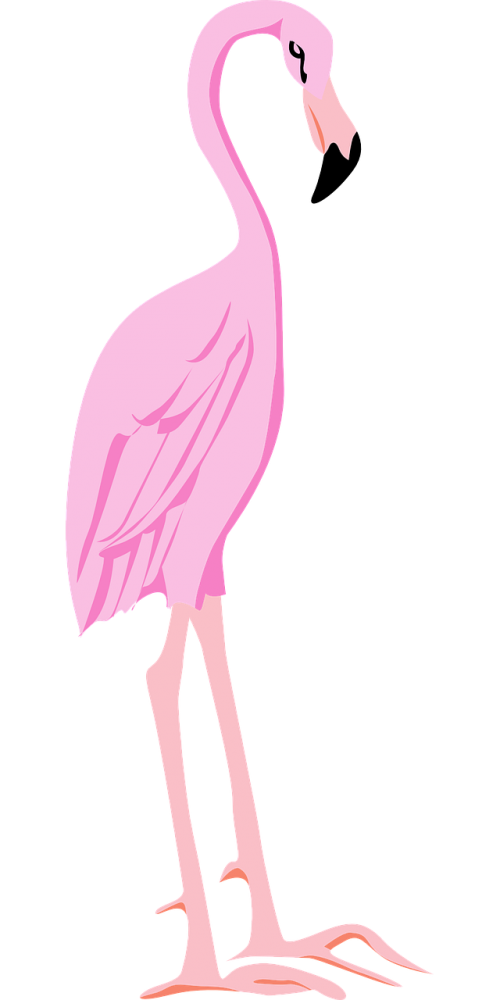 flamingo bird wings