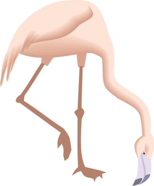 flamingo bending down