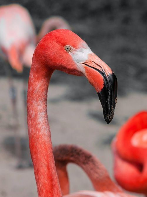 bird flamingo pink
