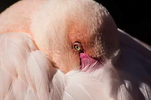 flamingo zoo nature