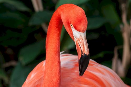 flamingo pink head