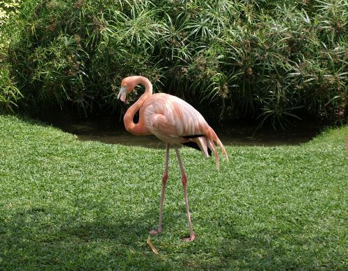 flamingo nature bird