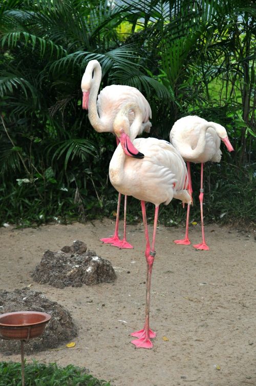 flamingo pink flamingo birds