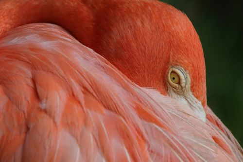 flamingo bird feather